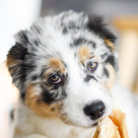 skye.the.australianshepherd_0e2365892b374211b9a4e9740bd5a9ba skye.the.australianshepherd_0e2365892b374211b9a4e9740bd5a9ba